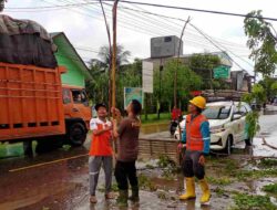 Pohon Tumbang, Personel Polsek Muara Satu Datangi TKP di Blang Panyang