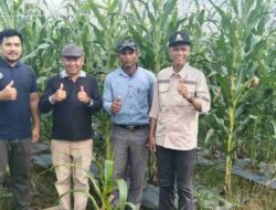 Plt Sekda Simeulue Tinjau Kebun Jagung Pakan Desa Lamayang