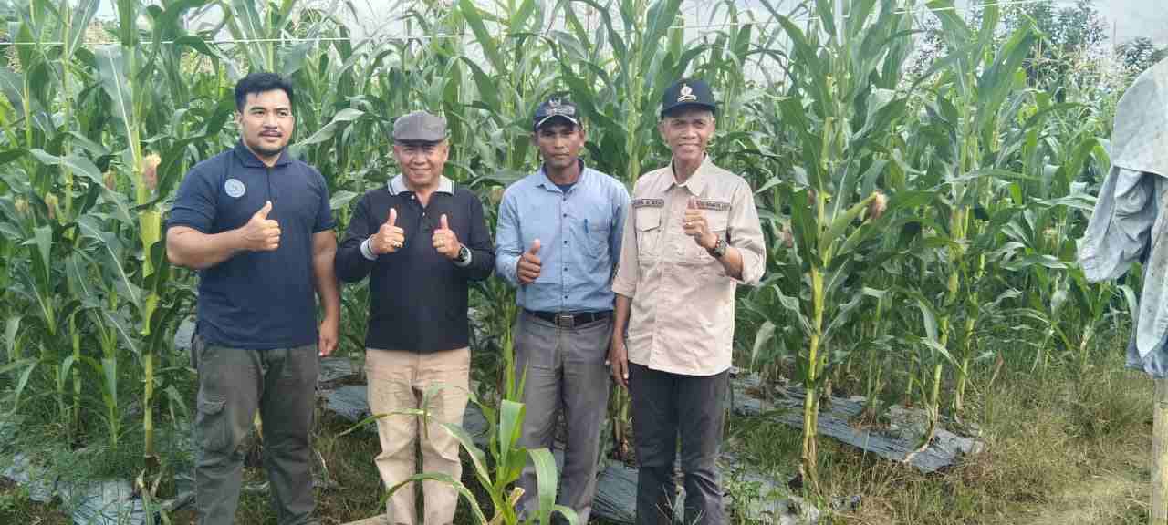 Plt Sekda Simeulue Tinjau Kebun Jagung Pakan Desa Lamayang 1 WhatsApp Image 2023 02 17 at 13.59.45 11zon