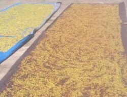 Harga Cengkeh Mahal, Sejumlah Desa di Pulau Simeulue Mulai Panen