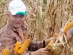 Panen Jagung Hiberida Desa Lamayang, Ini Harapan H Ahmad Danion ST