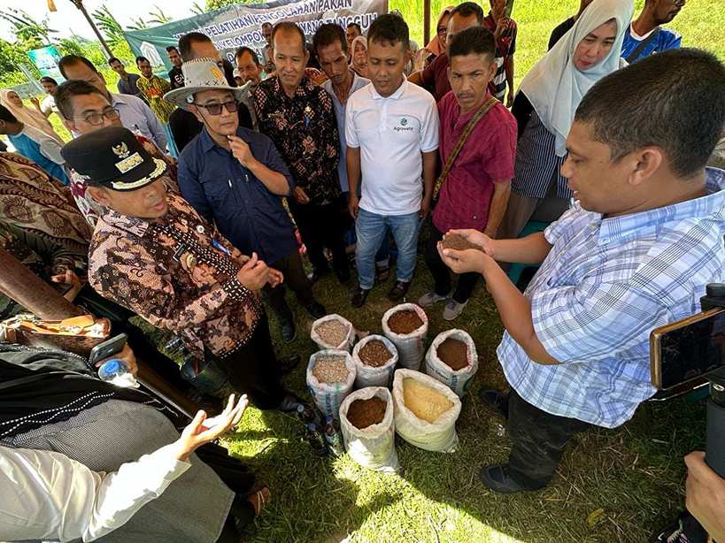 ternak_sapi