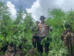 Polisi Musnahkan Pohon Ganja Siap Panen di Aceh Besar, Tiga Tersangka Ditangkap