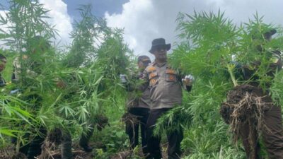 ganja