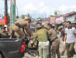 Kerap Jadi Penyebab Kecelakaan, Puluhan Ekor Sapi Dirazia Satpol PP Aceh Jaya