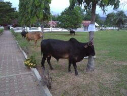 1.762 Hewan Kurban Akan Disembelih di Aceh Besar