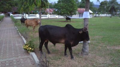 1.762 Hewan Kurban Akan Disembelih di Aceh Besar