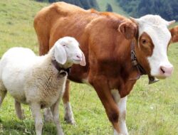 Ini Hukum Berkurban Bagi Orang Yang Sudah Meninggal