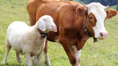 Ini Hukum Berkurban Bagi Orang Yang Sudah Meninggal