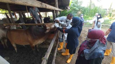 Jelang Idul Adha, Stok Hewan Kurban di Aceh Capai 79.236 Ekor