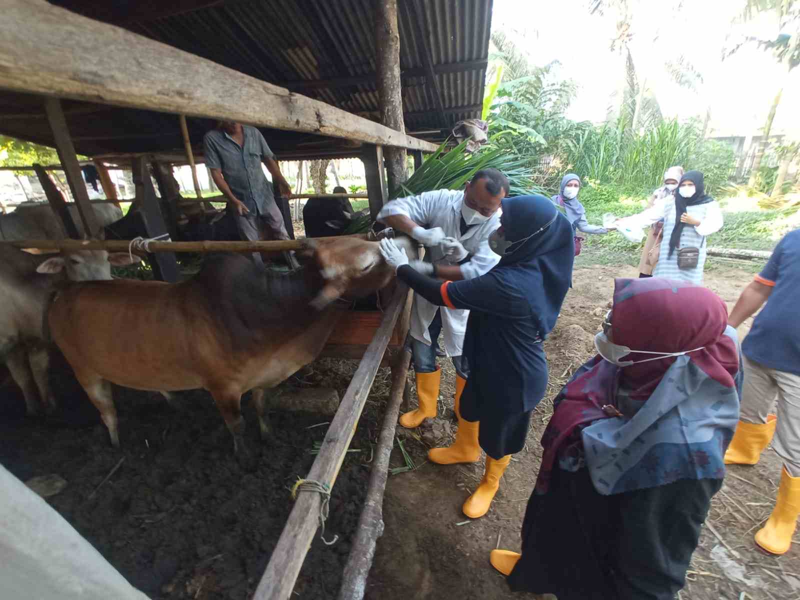 stok hewan kurban di aceh