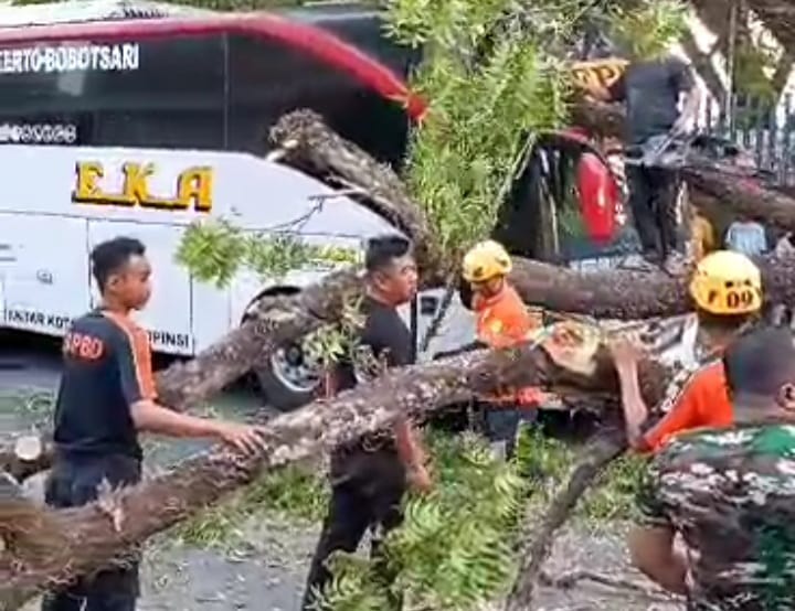 Pohon Tumbang Timpa Bus di Jalan Magetan - Ngawi 1 pohon