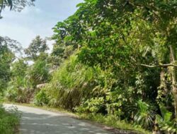 Rawan Kecelakaan Lintas Jalan Sinabang-Sibigo Penuh Semak Belukar Masyarakat Minta Pihak Provinsi Segera Memperbaiki