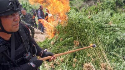 BNN Musnahkan 1,2 Hektar Ladang Ganja Siap Panen di Aceh Utara