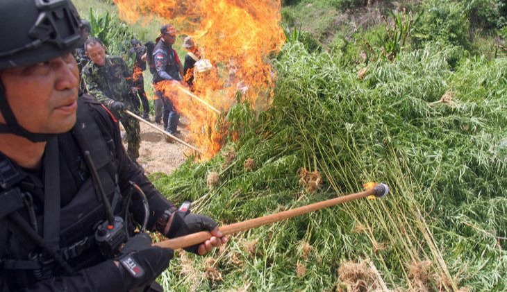 BNN Musnahkan 1,2 Hektar Ladang Ganja Siap Panen di Aceh Utara 1 bnn