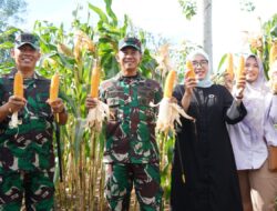 Pangdam IM Kunjungi Lahan Pangan Food Estate Korem 012/TU