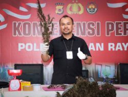 Polisi Musnahkan Empat Hektar Lahan Ganja Siap Panen di Nagan Raya