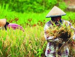 Produksi Padi di Aceh Turun 24,45 Persen