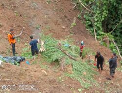Polres Lhokseumawe Ringkus Dua Pengedar Ganja di Aceh Utara