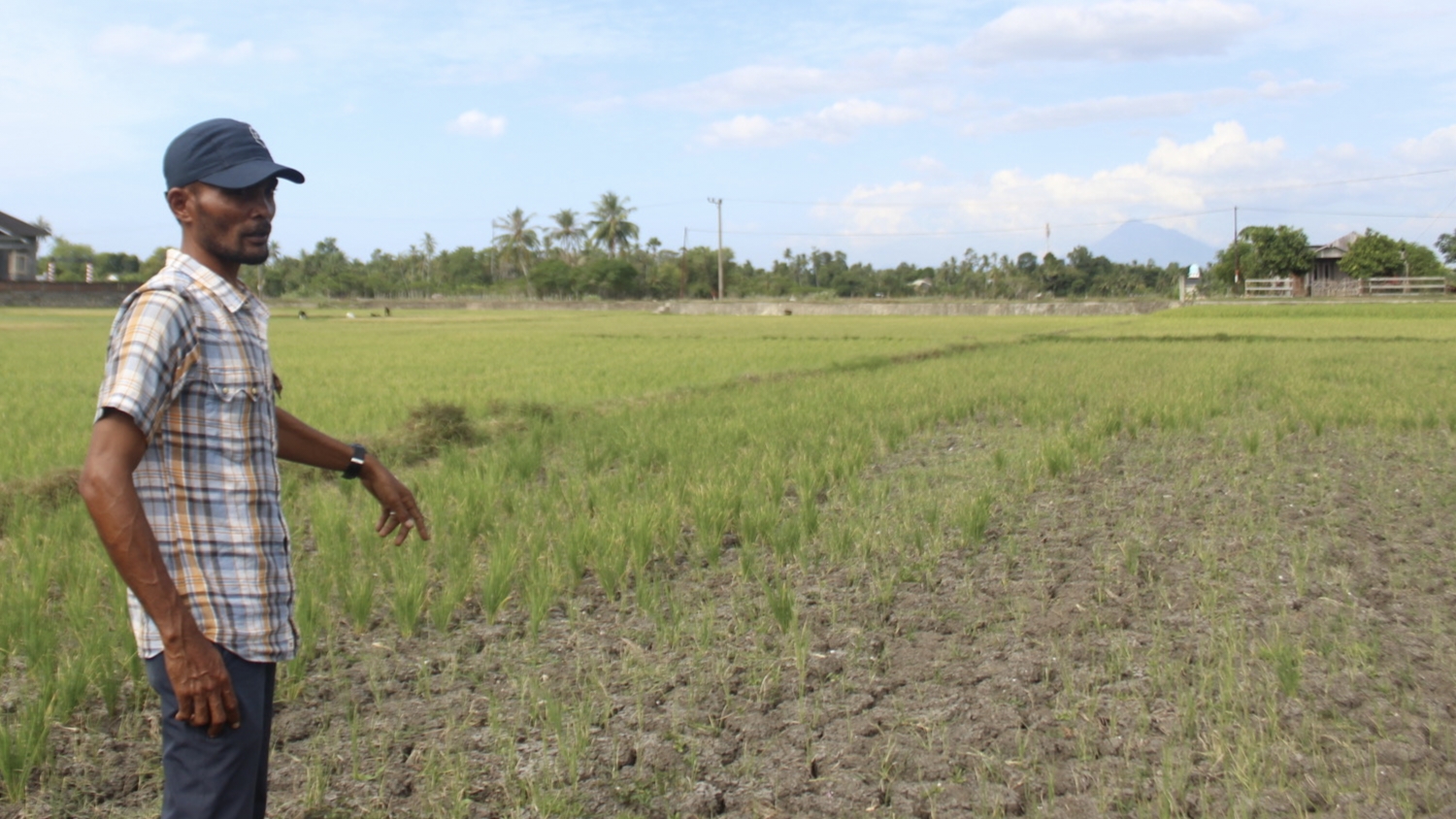 20 Hektare Sawah di Aceh Besar Gagal Panen 1 20240719 img 20240719 180532