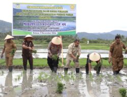 Pj Bupati Iswanto Bersama Forkopimda Tanam Padi Perdana di Simpang Tiga