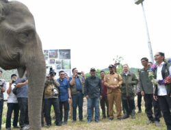 20 Ribu Hektare Lahan Prabowo Bakal Jadi Kawasan Konservasi Gajah di Aceh