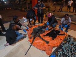 Jual Organ Harimau, Tiga Perangkat Desa di Aceh Utara Terancam 15 Tahun Penjara