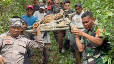 Petugas Evakuasi Harimau Yang Masuk Perangkap Di Lampung Barat