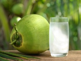 Kelapa Muda