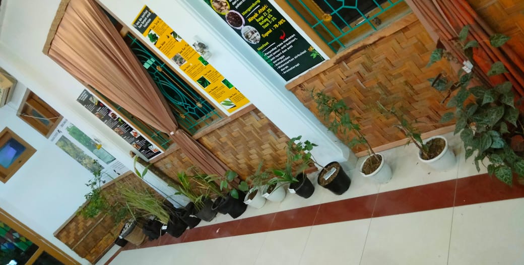 Pesona Ikon dan Rempah Kabupaten Simeulue Ditampilkan di PKA 8 4 tumbuhan rempah rempah simeulue